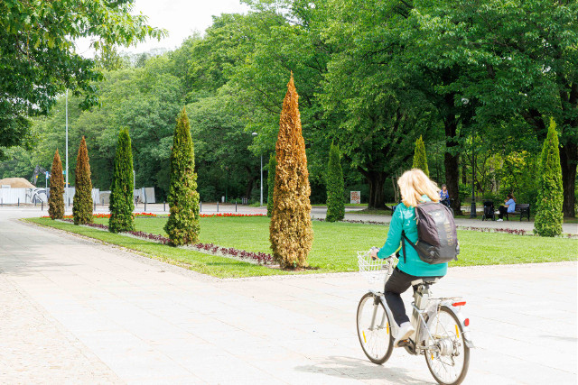 Białostockie Planty. Tuje nowe, a już rdzewieją. Wytrzymały niecałe dwa miesiące