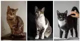 Około 130 kotów czeka na adopcję. Będzie specjalna akcja!