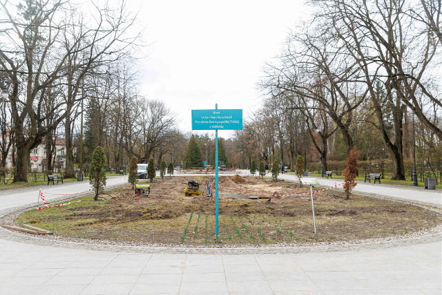 Z białostockich Plant znikną kolejne tuje. Bo się nie przyjęły