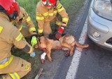 Niecodzienna akcja strażaków z Wrześni. Ruszyli psu na ratunek!
