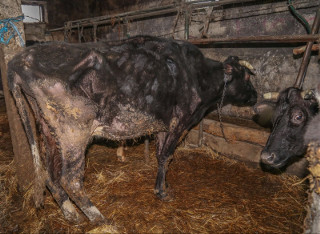 20 sztuk bydła było w fatalnej kondycji. Właściciel odpowie za znęcanie się