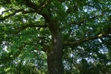 To najstarsze drzewo w Poznaniu. Jak sprawdzić, ile ma lat ma dąb, cis, bądź leszczyna? "Żadna z metod nie jest w 100 proc. pewna"