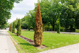 Nowe tuje na Plantach. Posadzono je raptem dwa miesiące temu