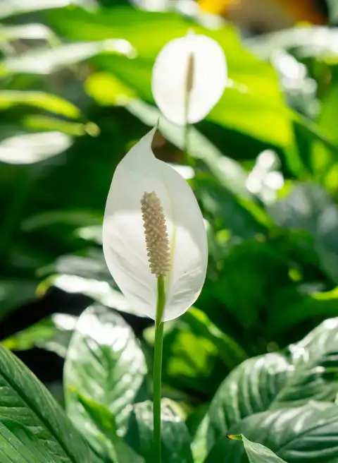 monstera thai constellation large form Monstera deliciosa 'Thai Constellation' – Carnivero