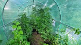Obok pomidorów uprawiał krzaki konopi indyjskich. 35-latek z gminy Murowana Goślina zatrzymany przez policję
