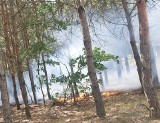 Pożar młodego lasu w Jastrzębsku Starym. Na miejscu działało 7 zastępów straży! 