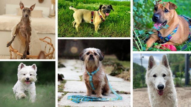 1 lipca obchodzimy Dzień Psa! Z tej okazji wspólnie z czytelnikami przygotowaliśmy galerię psiaków z powiatu szamotulskiego. 