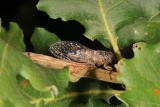 Cykady hałasują w gorące, letnie dni. Sprawdź, co to za owady, gdzie można je usłyszeć i czy cykady żyją w Polsce