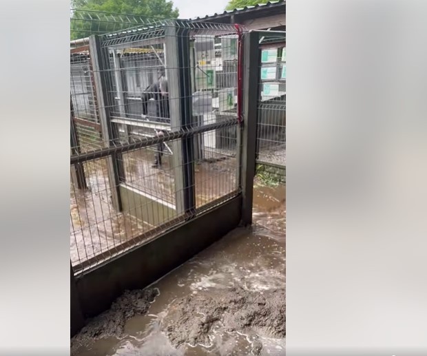 Schronisko dla zwierząt zostało zalane