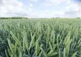 Nowe zasady zawierania umów dzierżawy rolniczej. To może być rewolucja