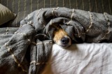 Uwaga burza! Jak uspokoić psa w czasie burzy? Sposoby na zapewnienie bezpieczeństwa zwierząt domowych podczas burzy [30.06.2024]