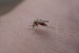 Jak skutecznie odstraszyć owady w domu i ogrodzie? Oto naturalne metody na pozbycie się komarów i innych owadów