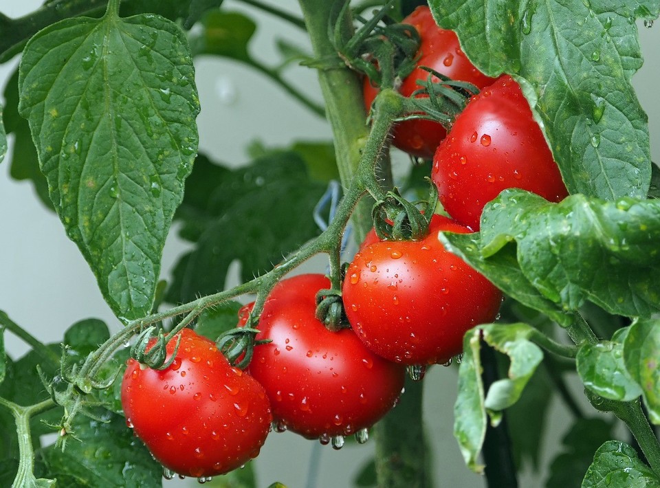6. Podpieranie wysokich roślin, takich jak pomidory czy...