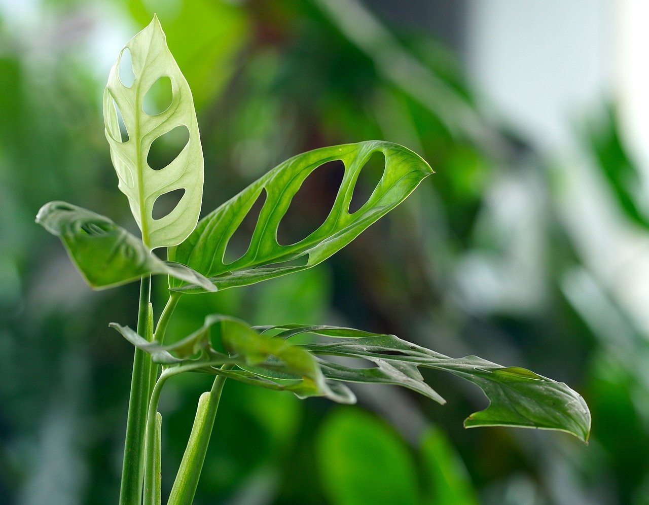 Monstera wypuszcza licie jak szalona! Ten trik za 3 zote dziaa najlepiej  w kwietniu | Gazeta Pomorska