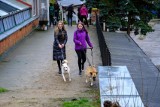 Akcja - Wyprowadź psa w Schronisku Dla Zwierząt w Toruniu. Inauguracja sezonu 2024