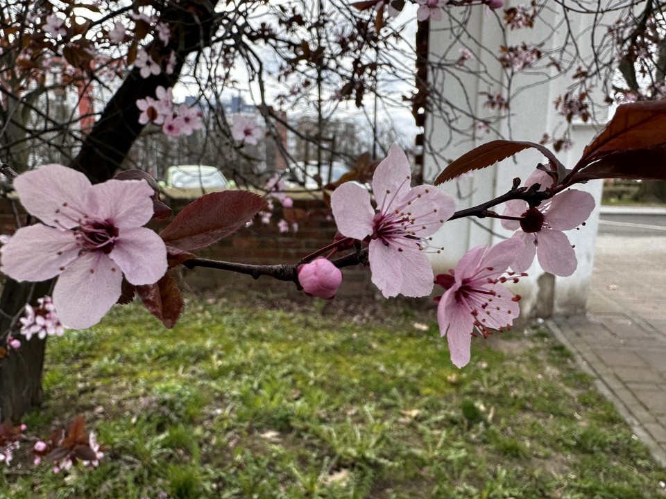 Głogowska przyroda już wita wiosnę