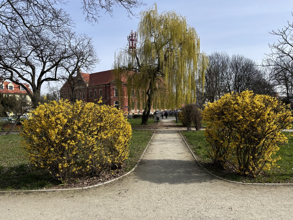 Głogowska przyroda już wita wiosnę
