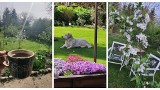 Jak dbać o ogród w czerwcu? Czerwiec to idealny czas na niektóre prace w ogrodzie. Co robić, by rośliny lepiej kwitły i rosły? Podpowiadamy