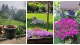 Jak dbać o ogród w czerwcu? Czerwiec to idealny czas na niektóre prace w ogrodzie. Co robić, by rośliny lepiej kwitły i rosły? Podpowiadamy