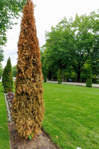 Nowe tuje na Plantach. Posadzono je raptem dwa miesiące temu