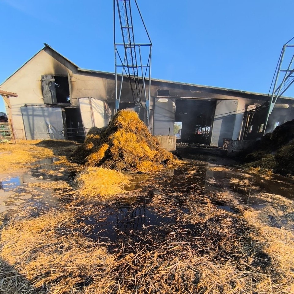 38 krów zginęło w pożarze w gminie Wierzbinek. Z ogniem walczyło 8 jednostek straży 