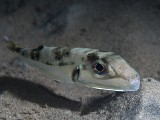 Zabójcza ryba w wodach Chorwacji! Cyjanek to przy niej pikuś