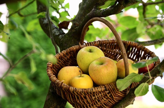 Jabłonie nie są jedynymi drzewami narażonymi na mącznika. Porażenia może doznać np. brzoskwinia.