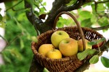 Mączniak prawdziwy i rzekomy - groźna choroba m.in. jabłoni, ogórków, zbóż. Może znacznie zmniejszyć plony