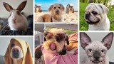 Szamotulskie zwierzaki podbijają internet! Są urocze, zabawne i unikalne [GALERIA]