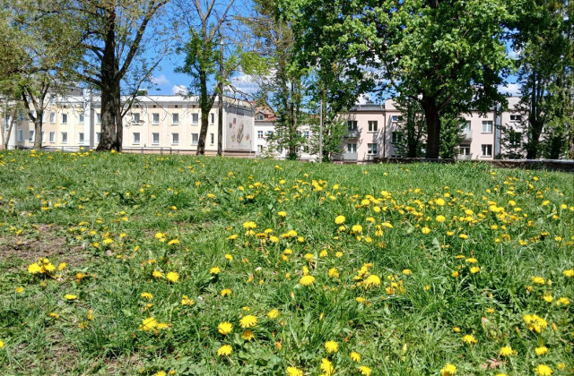 Jak będzie wyglądał park na zapleczu Rynku Kościuszki? Miasto szuka projektanta
