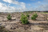 Rozbudowa składowiska odpadów w Sulnówku na ukończeniu