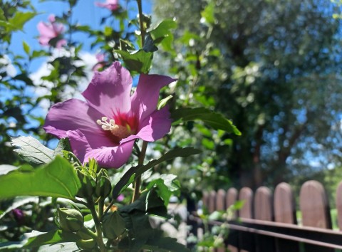 To zrób, żeby ketmia syryjska i hibiskus bagienny dobrze przetrwały mrozy