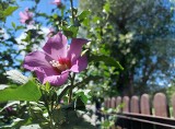 To zrób, żeby ketmia syryjska i hibiskus bagienny dobrze przetrwały mrozy