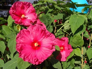 Hibiskus bagienny