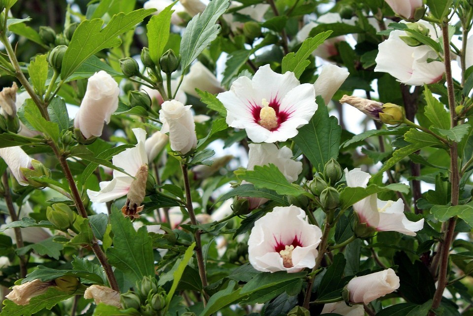 Ketmia syryjska (hibiskus syryjski) jest krzewem. Nie...