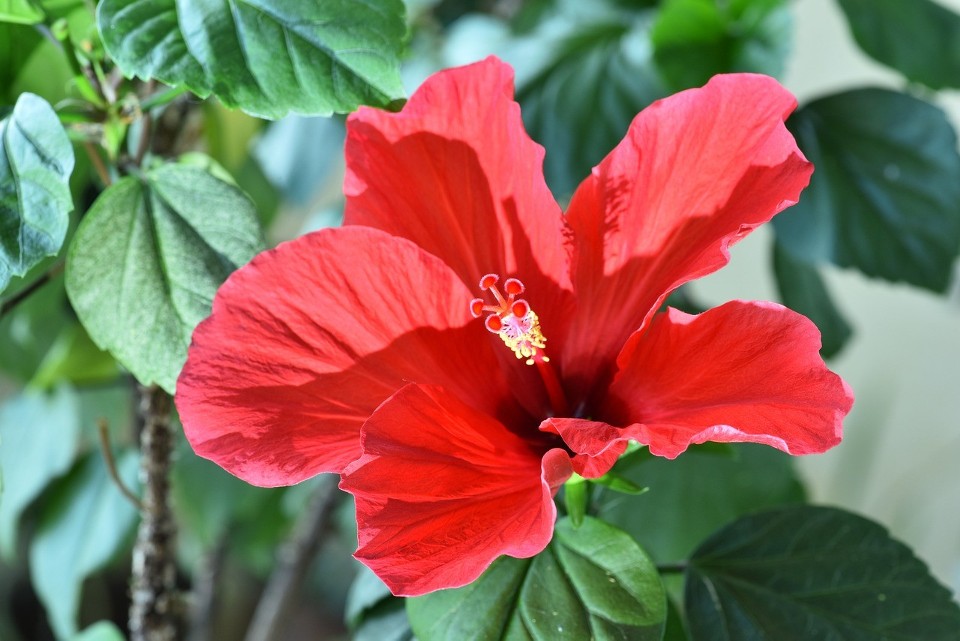 Hibiskus róża chińska w ogóle nie jest odporna na zimno. W...