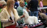 Tak było na wystawie psów rasowych w Grudziądzu, 27 kwietnia. Mamy zdjęcia 
