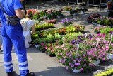 Giełda kwiatowa w Poznaniu. Wyjątkowe rośliny we wszystkich kolorach tęczy. Zobacz zdjęcia z giełdy