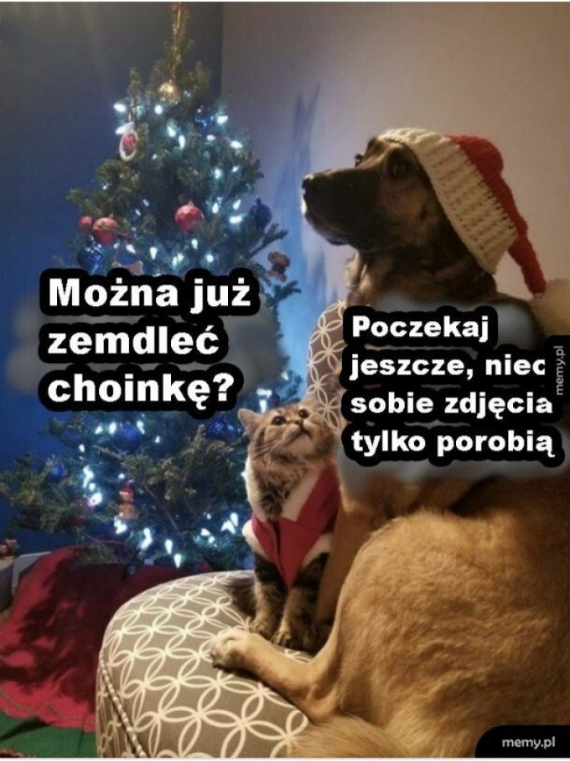 memy-bo-onarodzeniowe-z-psami-g-os-wielkopolski