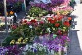 Kwiaty, świeże warzywa i owoce, ubrania. Co można jeszcze kupić na nowotomyskim "Zieleniaku"? 