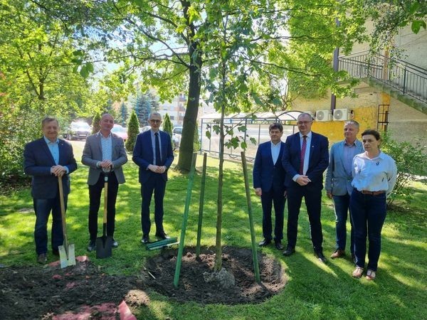 25-lecie powiatu upamiętnili samorządowcy, którzy w środę, 15 maja 2024 roku, w ogrodach starostwa posadzili drzewo platan, będące darem gmin