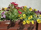 Co zrobić, żeby kwiaty nie „gotowały” się na słonecznym balkonie? Polecam kilka prostych trików
