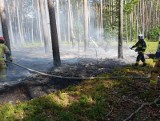 Pożar ściółki leśnej w miejscowości Bolewicko 