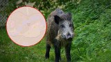 Wirus ASF wybił dziki w poznańskim zoo, a Poznań podpisał umowę na odłów martwych zwierząt? “Wiele wskazuje na to, że dzików już nie ma”