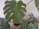 philodendron maximum Philodendron maximum  Foliage Factory