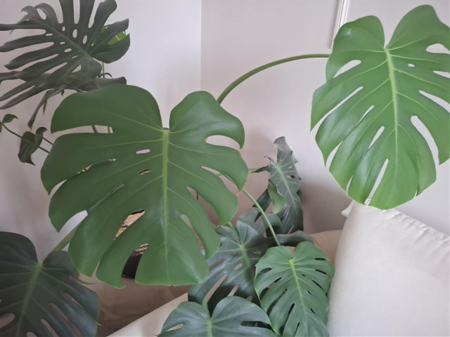 Monstera deliciosa - objawy choroby i szybkie domowe rozwizania | Dziennik  Batycki
