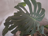philodendron xanadu kaufen Philodendron Xanadu kaufen | 80 cm main image 1