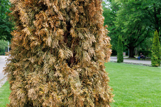 Nowe tuje na Plantach. Posadzono je raptem dwa miesiące temu