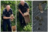 Policjant i przechodzień w Inowrocławiu pomogli dzikim kaczkom. Zdjęcia 