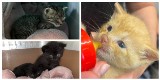 Małe kocięta potrzebują wsparcia. Pomóż pomagać Schronisku dla Bezdomnych zwierząt w Koninie